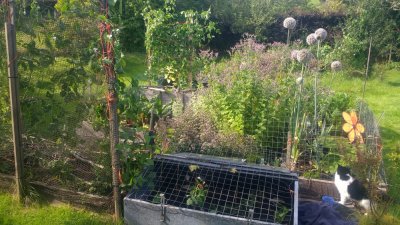 The Versatile Vegetable organic veg plot The Versatile Vegetable organic veg plot