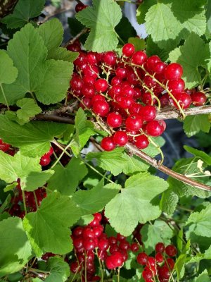 The Versatile Vegetable